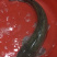鲇鱼