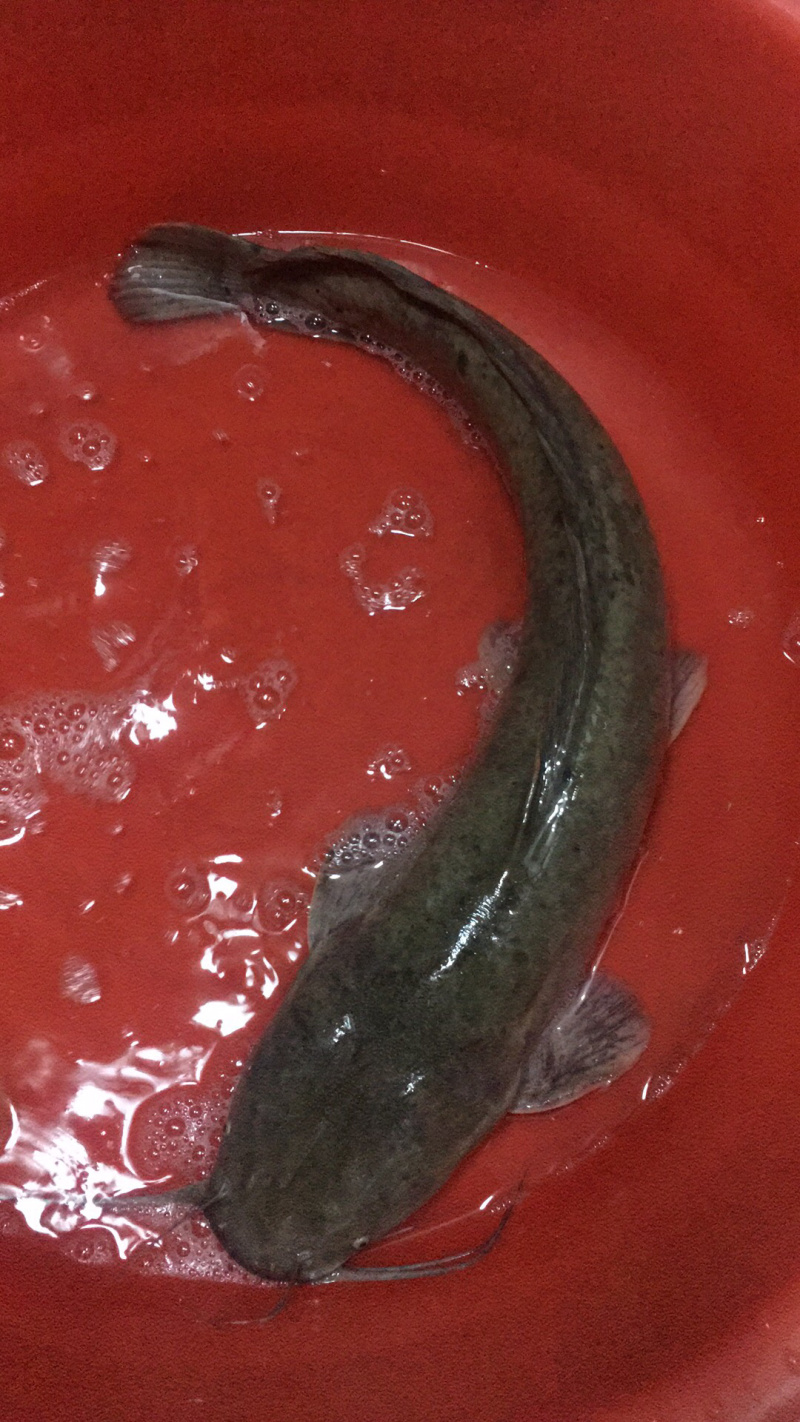 鲇鱼