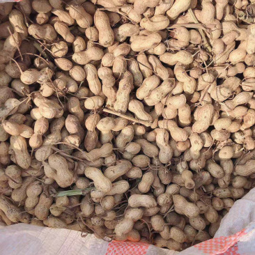 唐山小日本种子果
