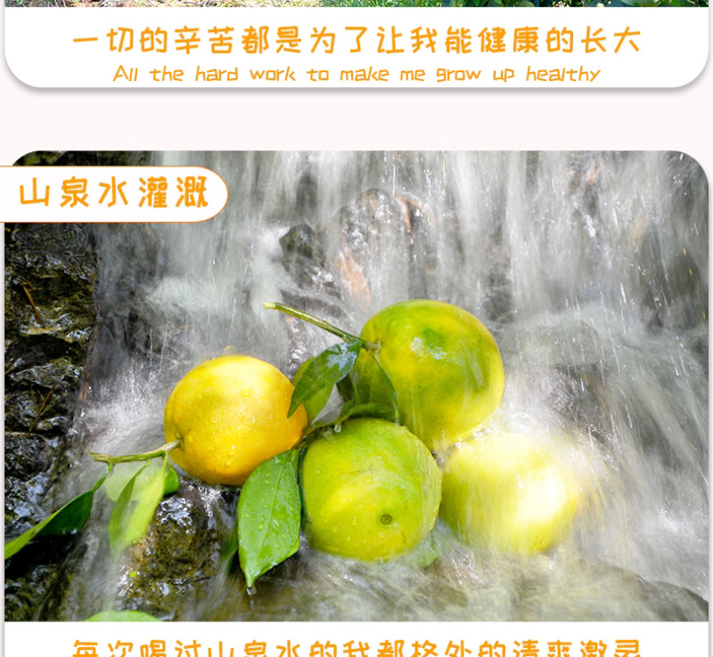 赣南脐橙过年不打烊休初一