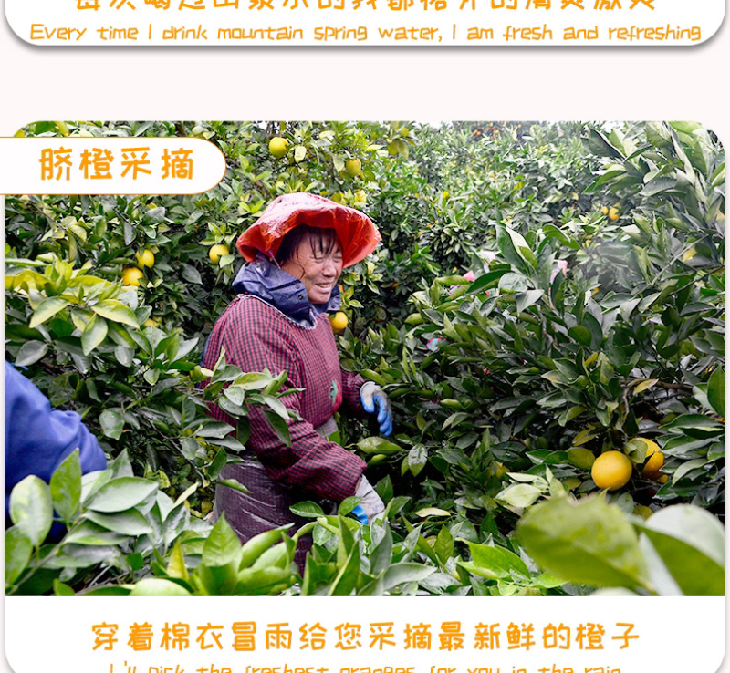 赣南脐橙过年不打烊休初一