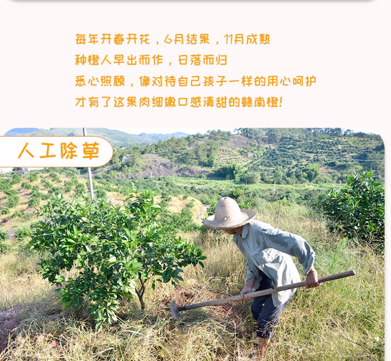 赣南脐橙过年不打烊休初一