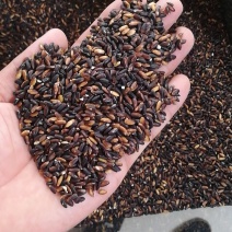 血糯米！黑糯米所有商品不包邮！物流发货！