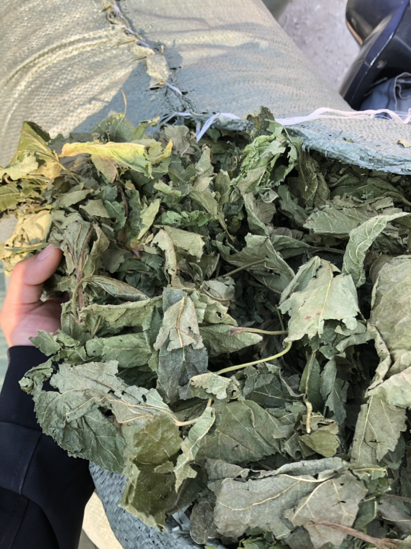 广西新货桑叶货好够干质量好