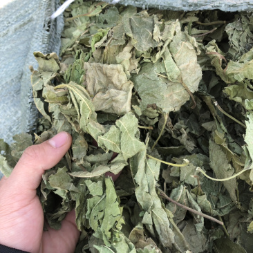 广西新货桑叶货好够干质量好