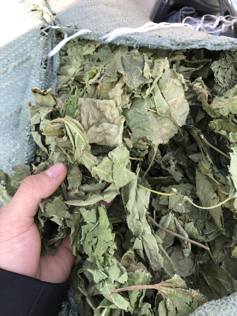 广西新货桑叶货好够干质量好