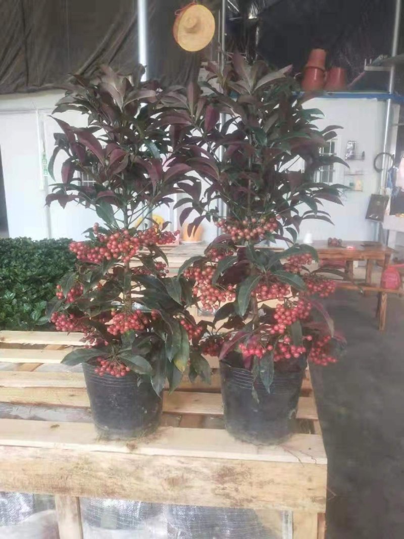 富贵籽