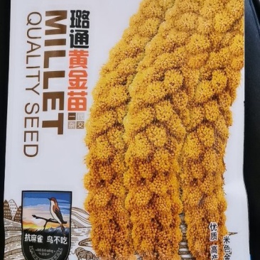 璐通黄金苗黄米黄谷高产抗倒伏优质谷种
