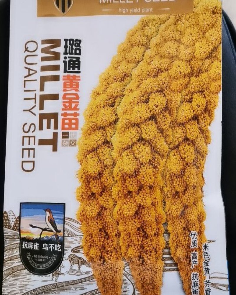 璐通黄金苗黄米黄谷高产抗倒伏优质谷种