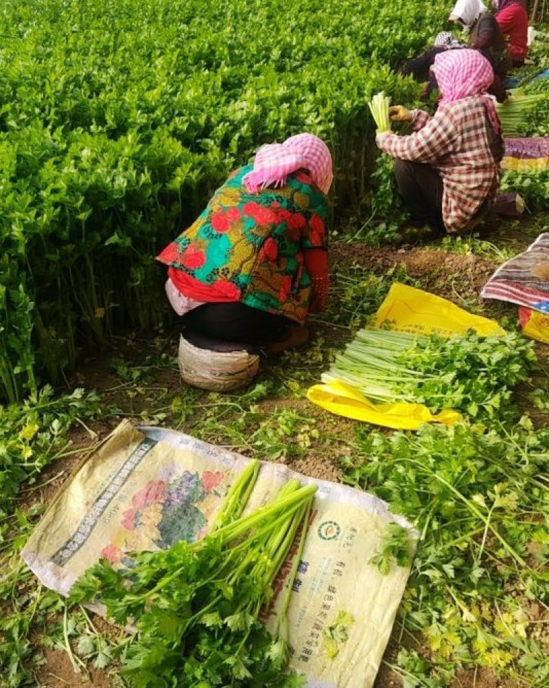 辽宁凌海产地直供芹菜产地直销质量好手工干净各种包装