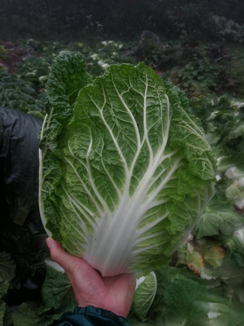 金典大白菜种子，抗根肿白菜种子，根腐病种子，耐运输白菜种