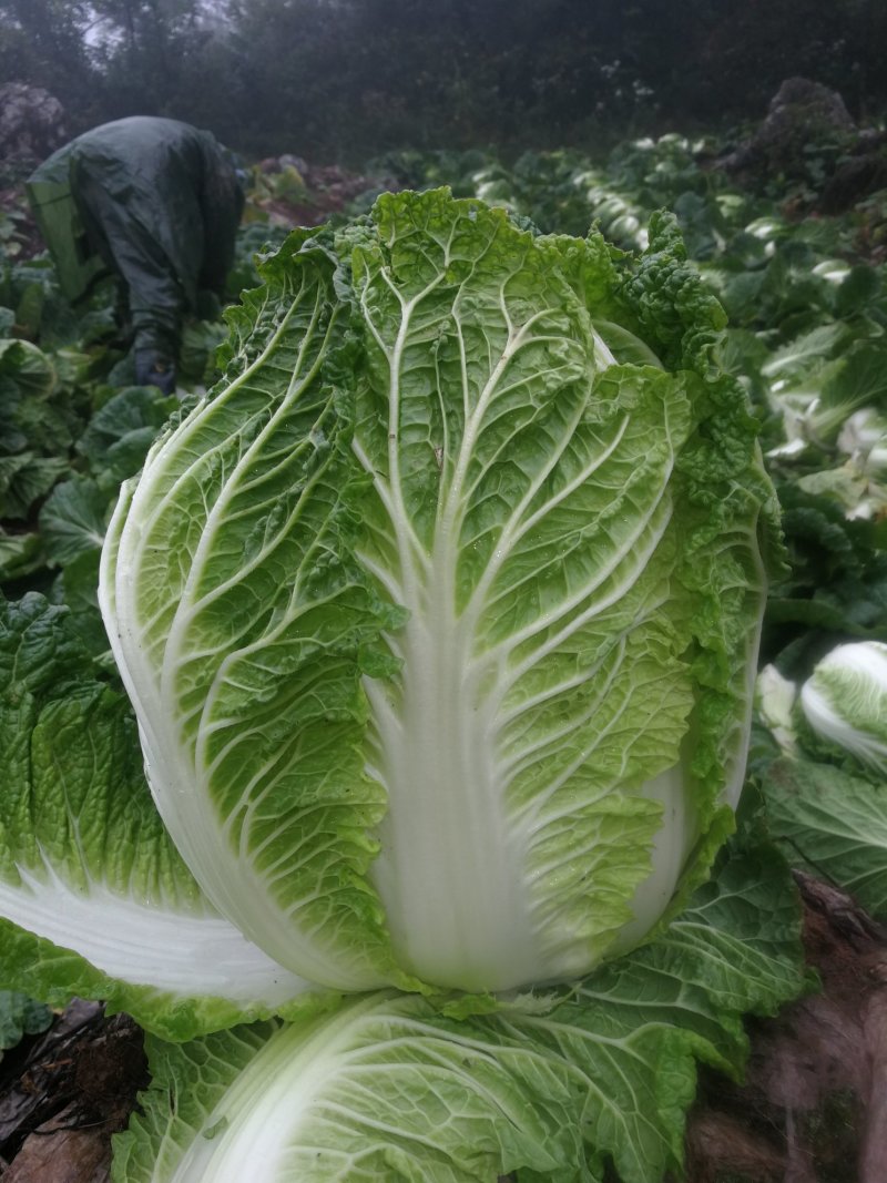 金典大白菜种子，抗根肿白菜种子，根腐病种子，耐运输白菜种