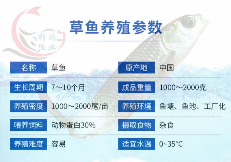 草鱼苗抗病毒品种皖鱼苗全国包活发货养殖场直供