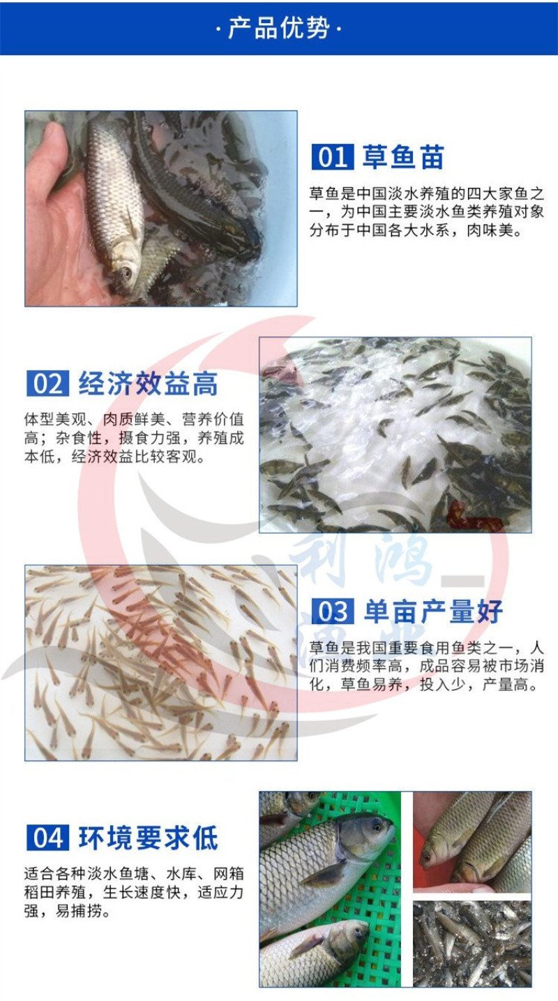 草鱼苗抗病毒品种皖鱼苗全国包活发货养殖场直供