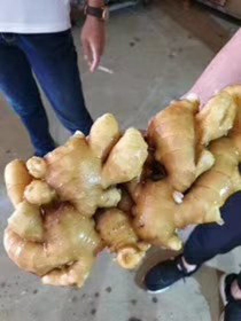 山东临沂市大姜常年大量供应，货源充足，全国发货