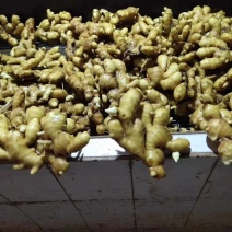 山东临沂市大姜常年大量供应，货源充足，全国发货