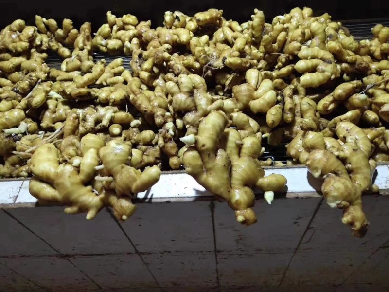山东临沂市大姜常年大量供应，货源充足，全国发货