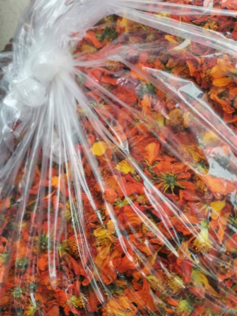 新疆七彩雪菊，冰菊，高海拔野生雪菊