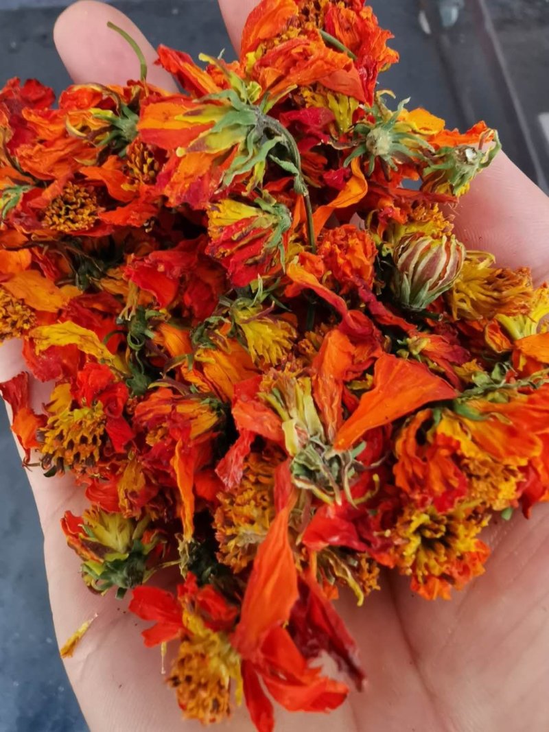 新疆七彩雪菊，冰菊，高海拔野生雪菊