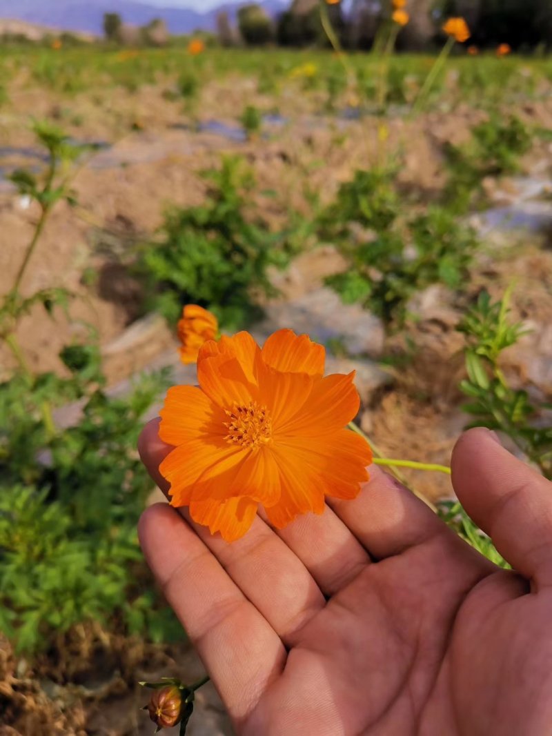 新疆七彩雪菊，冰菊，高海拔野生雪菊