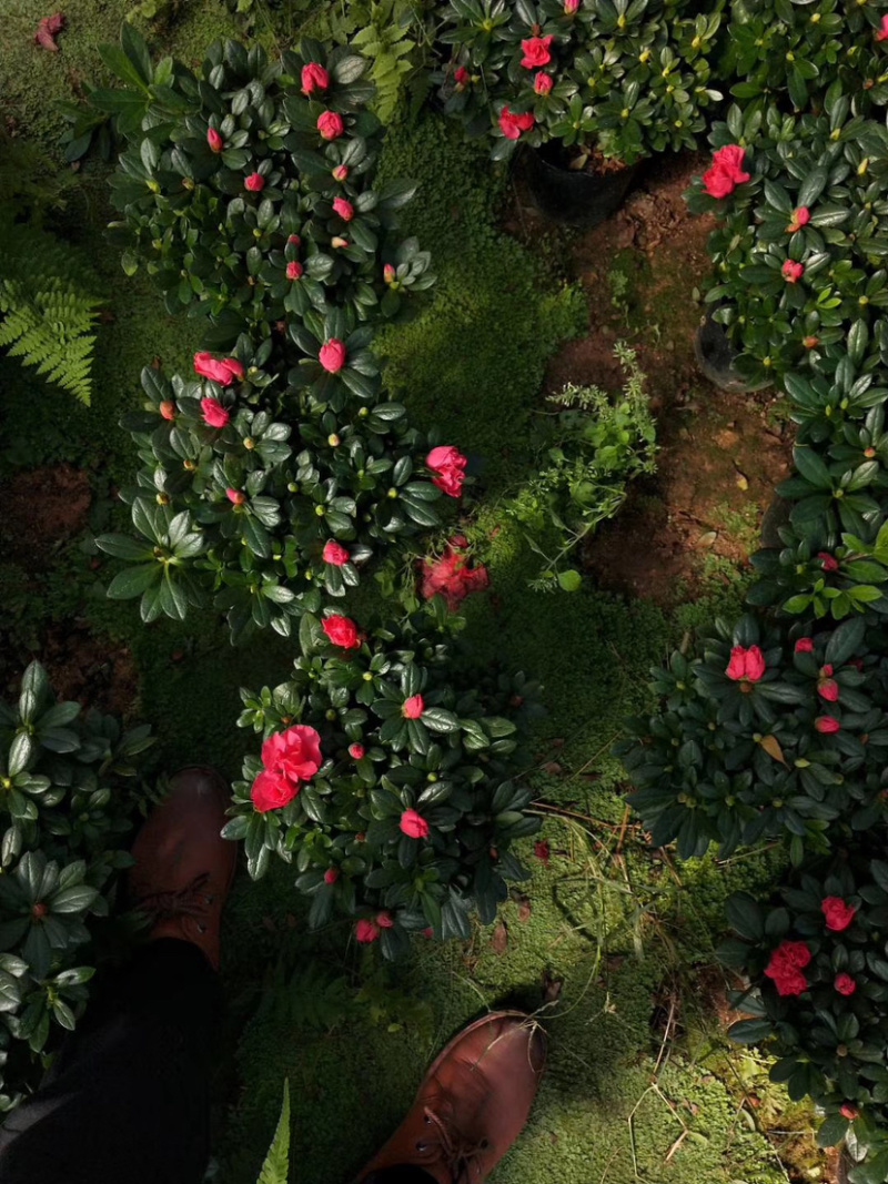 杜鹃花盆景，盆栽，各种颜色规格都有，龙岩永福基地直销！