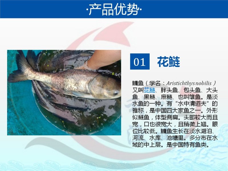 花鲢鱼苗优质大头鱼苗鳙鱼苗四大家鱼