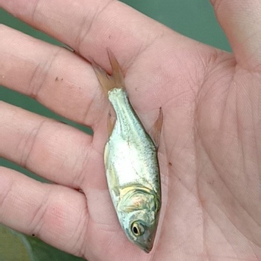 花鲢鱼苗优质大头鱼苗鳙鱼苗四大家鱼