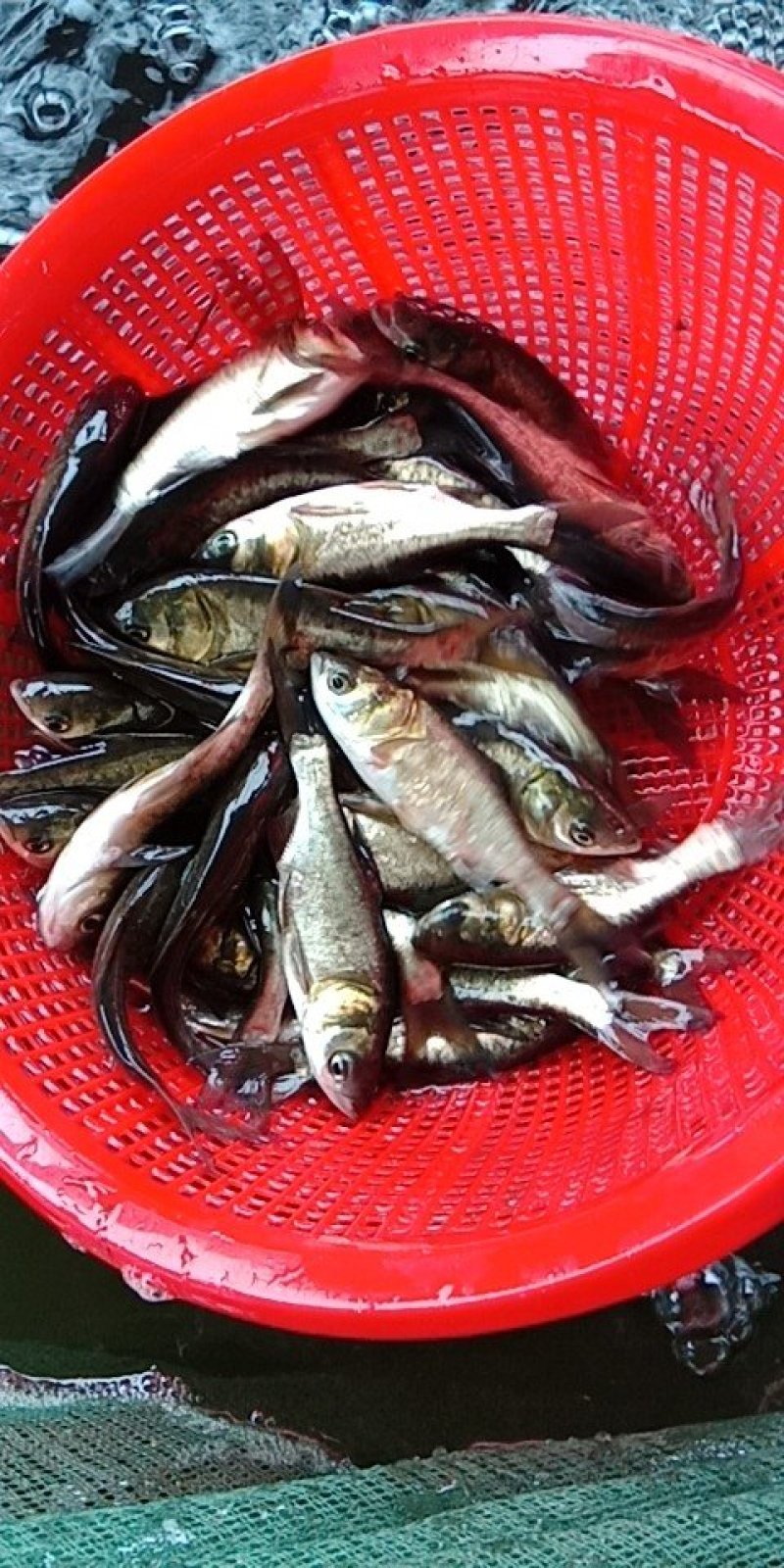 花鲢鱼苗优质大头鱼苗鳙鱼苗四大家鱼