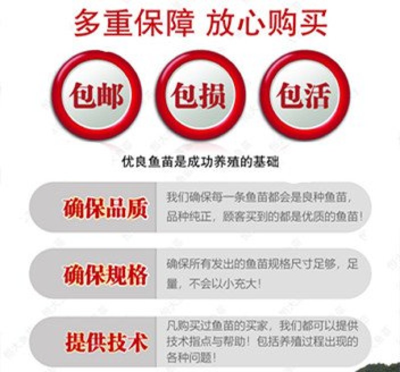 花鲢鱼苗优质大头鱼苗鳙鱼苗四大家鱼