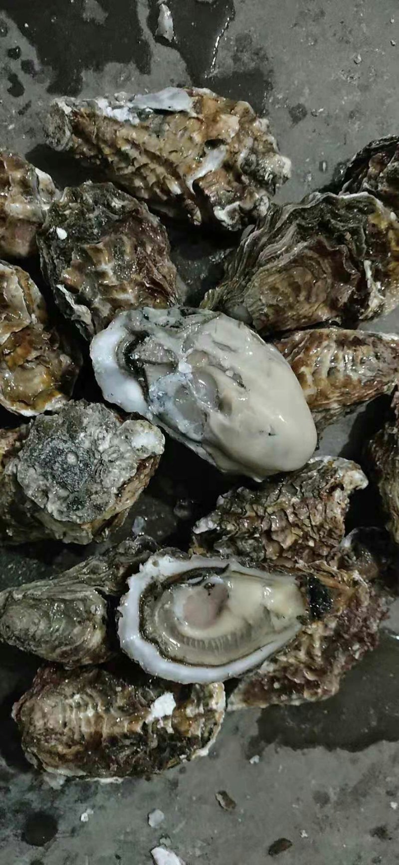 生蚝，牡蛎，大连生蚝，二倍体生蚝，机器分拣规格全