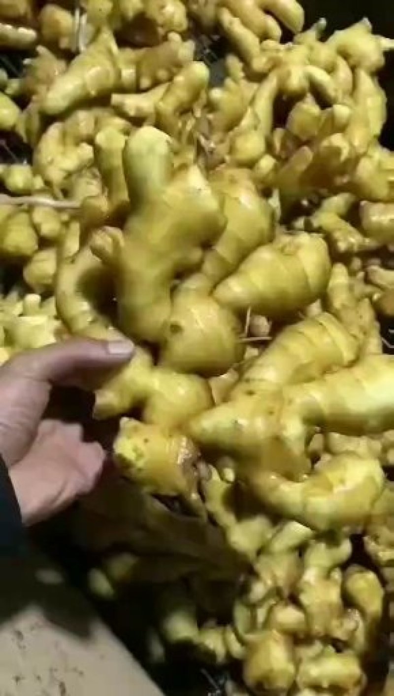 山东老姜，大姜常年大量供应，货源充足质量保证