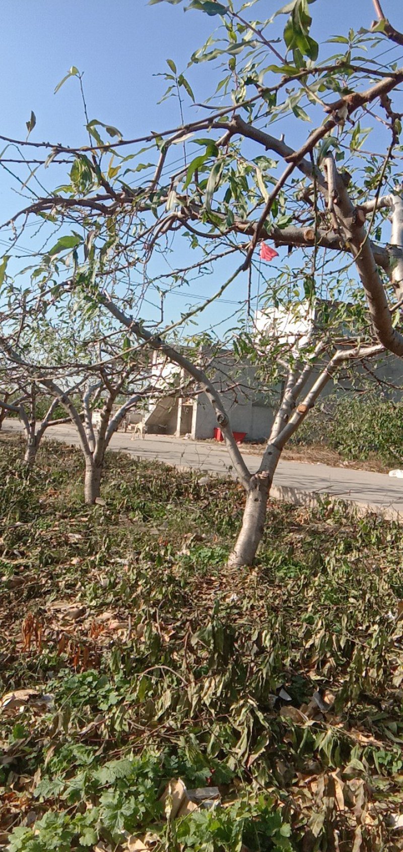 十公分以上开心形桃树