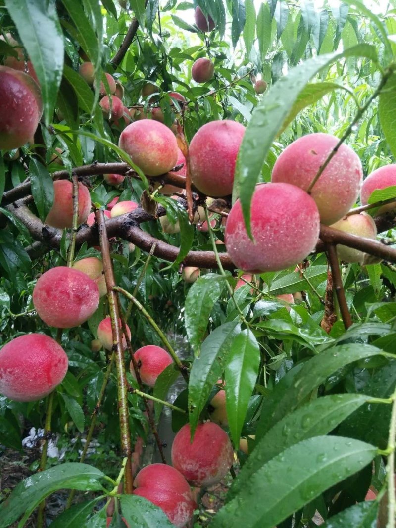 脆蜜桃大树出售