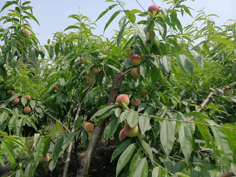 脆蜜桃大树出售