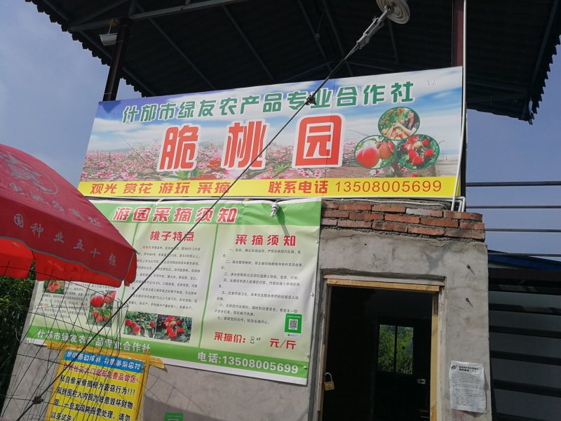 脆蜜桃大树出售