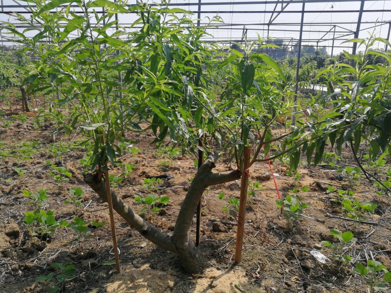 脆蜜桃大树出售