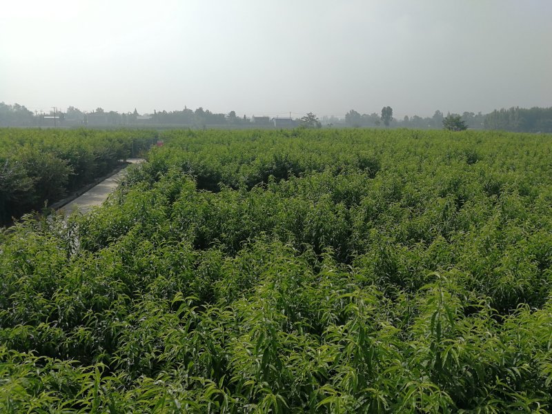 脆蜜桃大树出售