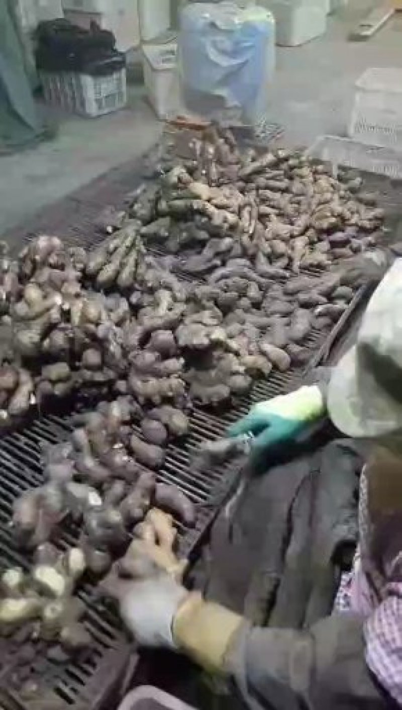 老姜，生姜产地常年大量供应，货源充足，质量有保证，全国发