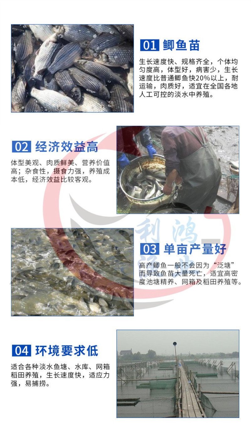 鲫鱼苗中科五号湘云鲫，异育银鲫全国包活发货