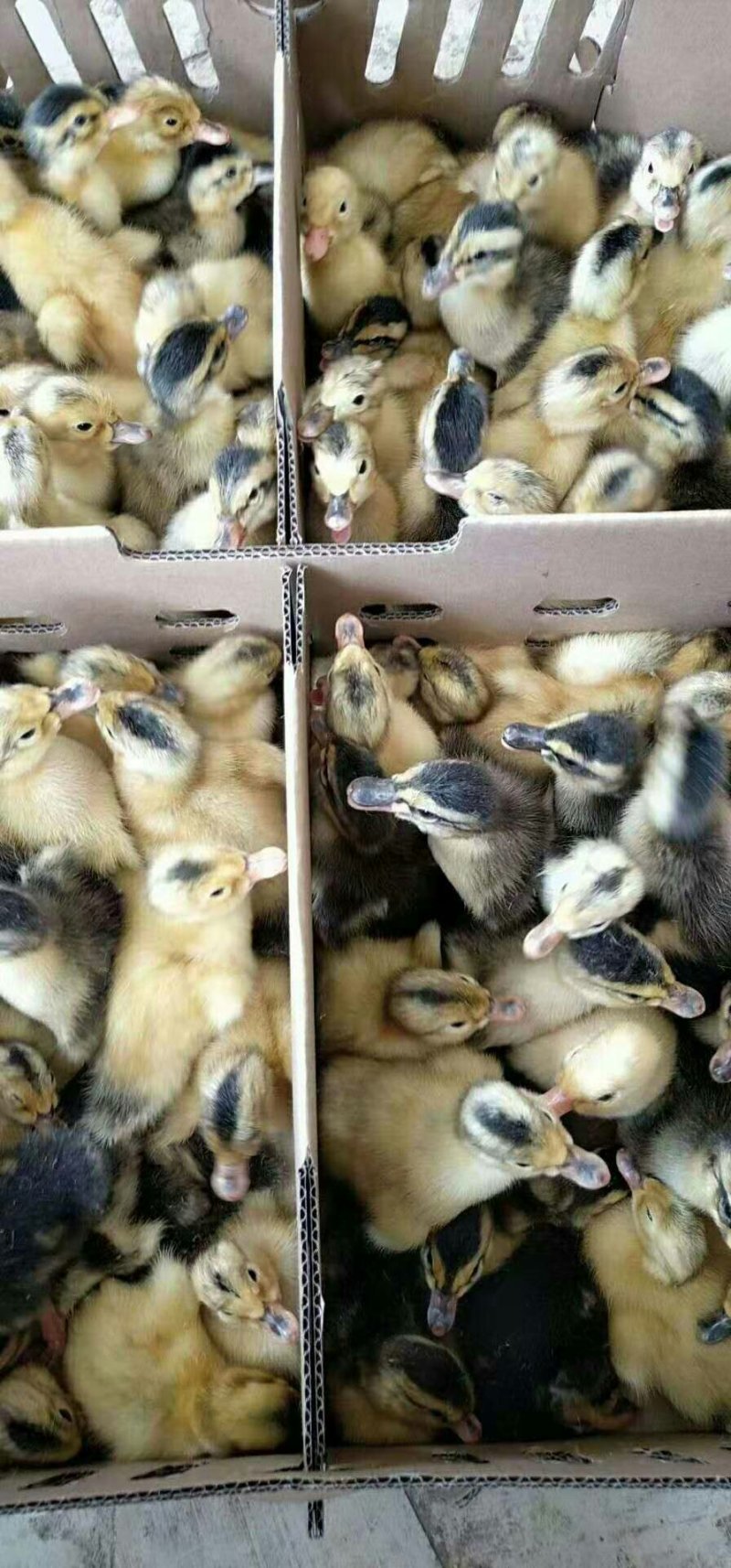 麻鸭苗合蒲麻鸭苗包打疫苗包运输存活质量可靠