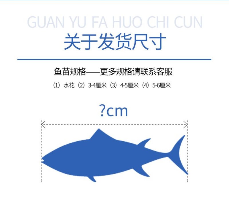 鲫鱼苗中科五号湘云鲫，异育银鲫全国包活发货
