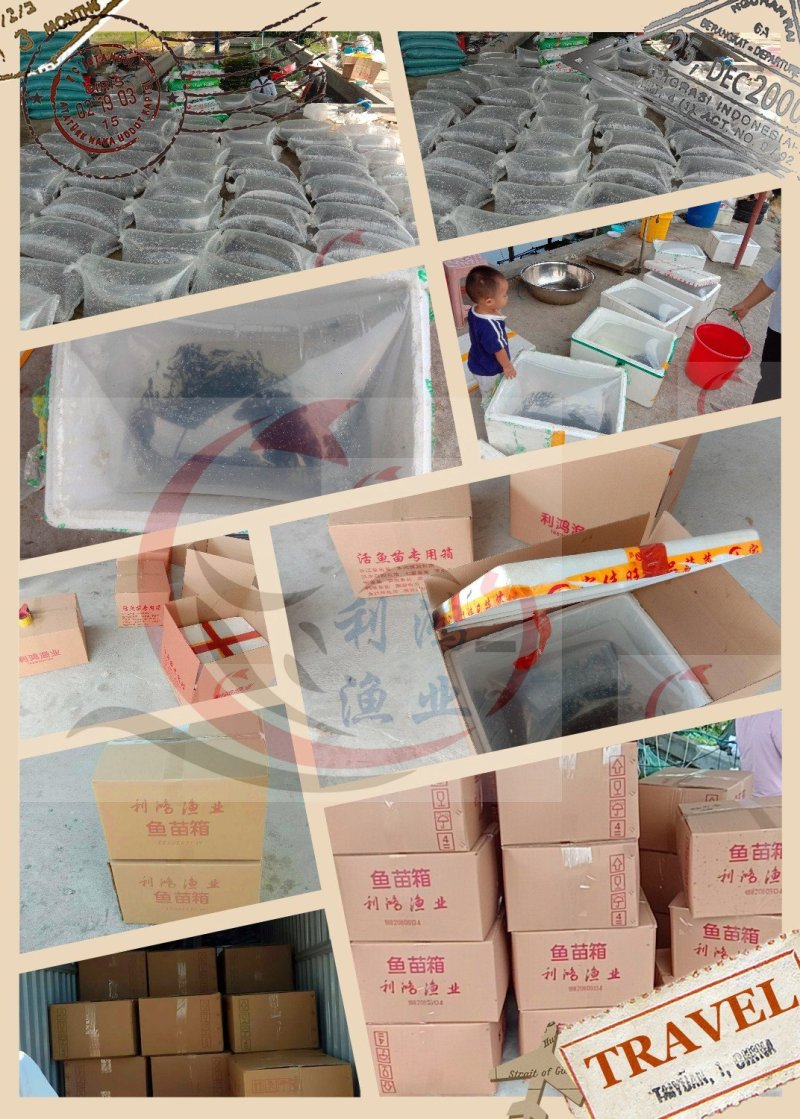 鲫鱼苗中科五号湘云鲫，异育银鲫全国包活发货