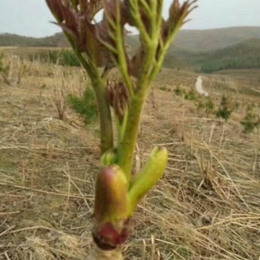 刺嫩芽菜种苗品质好口感佳产量成活率高一件100棵