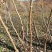刺嫩芽菜种苗品质好口感佳产量成活率高一件100棵