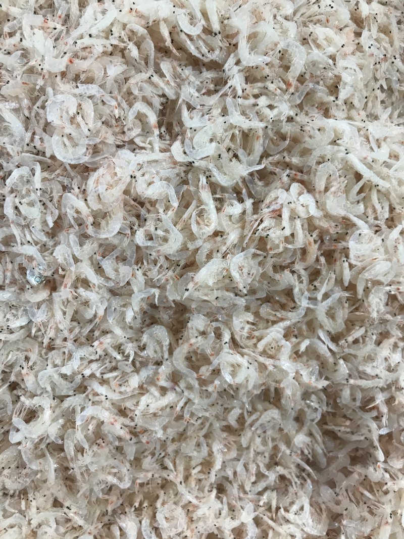淡干虾皮