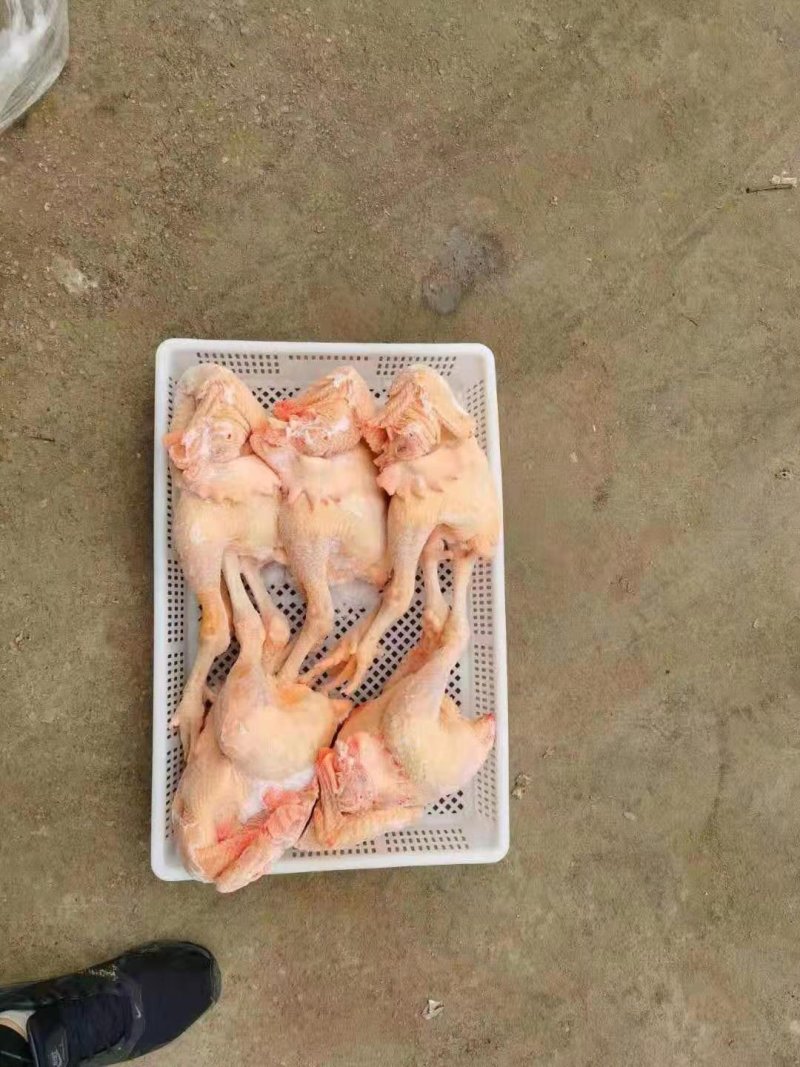 国产箱装大官公鸡大量有货