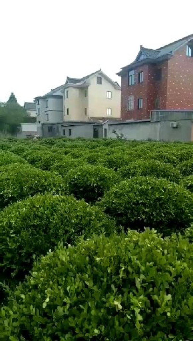 球类