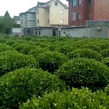球类