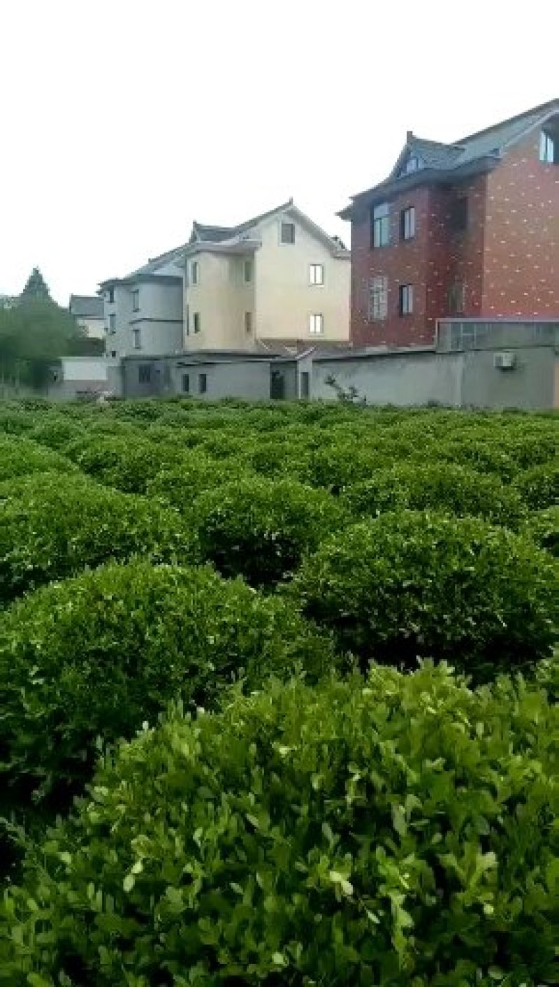 球类