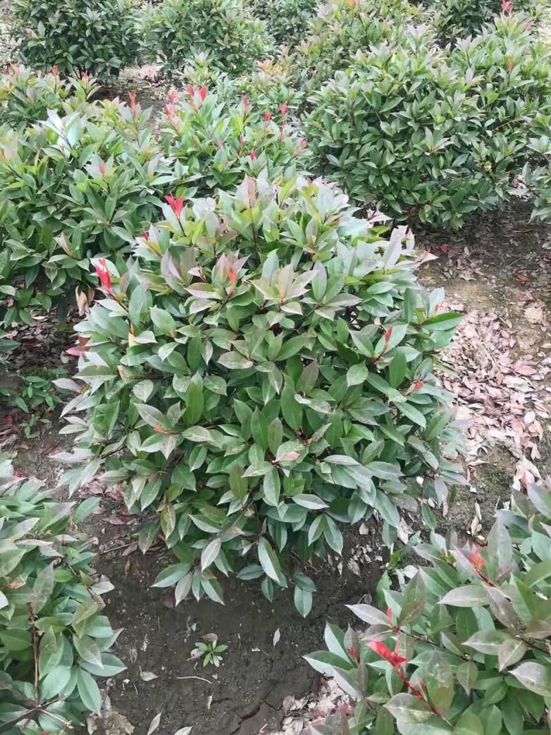 球类